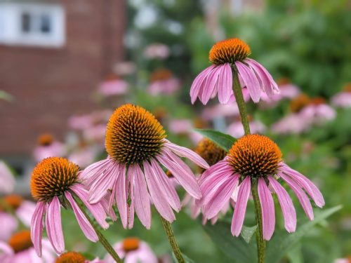 Echinacea Tincture - Image 5