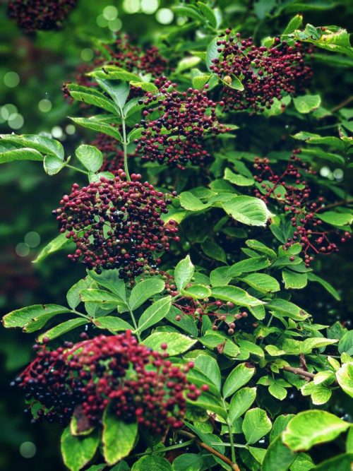 Elderberry Tincture - Image 5