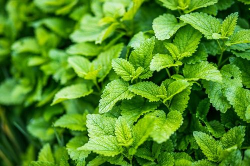 Lemon Balm Tincture - Image 4