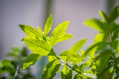 Lemon Verbena Tincture - Image 4