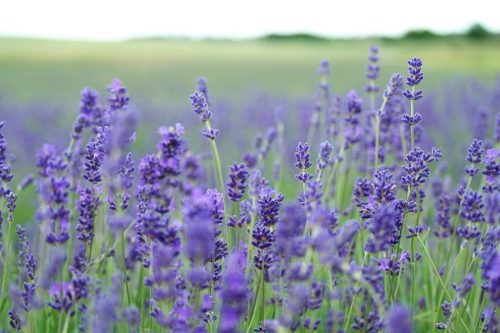 Lavender Tincture - Image 4