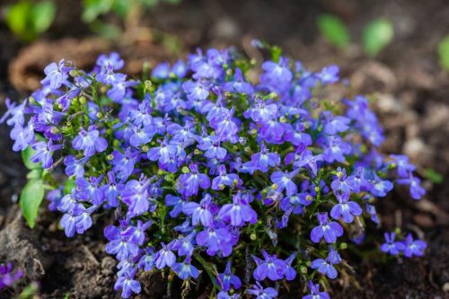Lobelia Tincture - Image 4