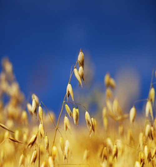 Oatstraw Tincture - Image 4