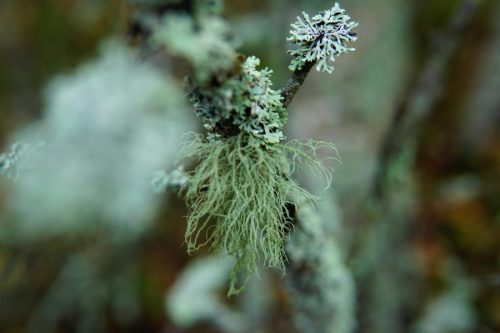 Usnea Lichen Tincture - Image 4